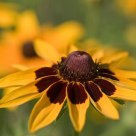 Black-eyed susan